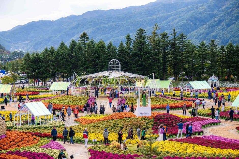 인제가을꽃축제