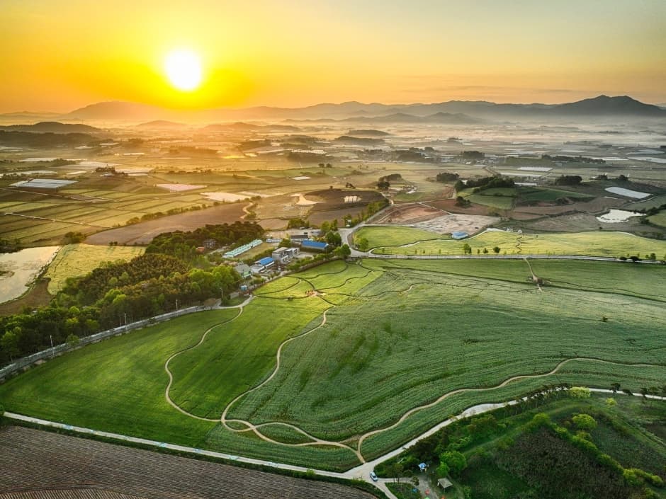 고창청보리밭 축제