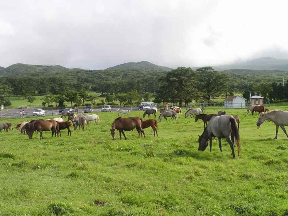 제주마 입목 문화축제