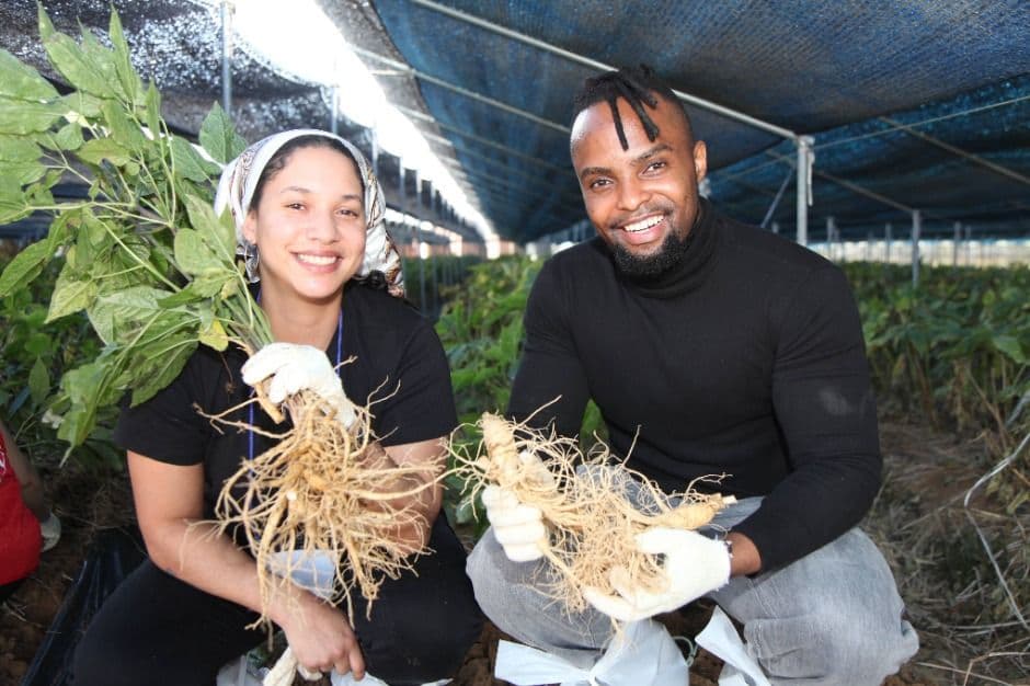 금산세계인삼축제